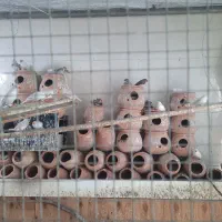 فنچ مولد|پرنده|بیرجند, |دیوار