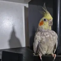 پرنده گمشده