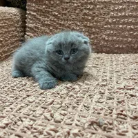 مجموعه گربه های اصیل (بریتیش / پرشین / اسکاتیش)|گربه|اصفهان, جلفا|دیوار