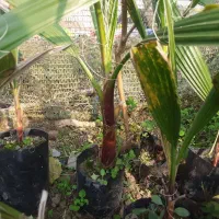 فروش پالم واشنگتن تنه قرمز نایلکسی|گل و گیاه طبیعی|رودسر, |دیوار