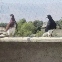 کبوتر شهری|پرنده|شیراز, سلطان آباد|دیوار