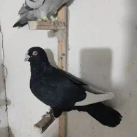 کبوترمیناسوری