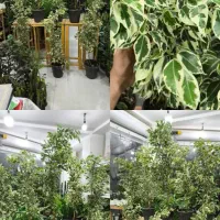 بنجامین ابلق پرشاخه و پربرگ|گل و گیاه طبیعی|بندرعباس, |دیوار