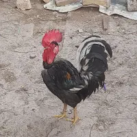 خروس گردن لخت عربی خوش صدا و خشکل