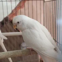 معاوضه 1 جفت مرغ عشق سفید با یک جوجه عروس هلندی|پرنده|زرقان, |دیوار