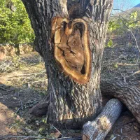 فروش چوب گردو قدیمی قهوه ای|عمده‌فروشی|مزایجان, |دیوار