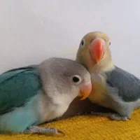 پرنده کوتوله
