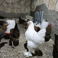 مرغ فروشی