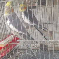 کبوتر پاکستانی|پرنده|بندرعباس, |دیوار