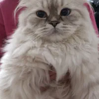 گربه پرشین اسکاتیش|گربه|تهران, بریانک|دیوار