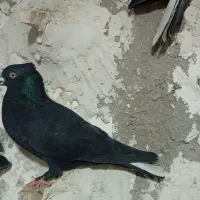 کبوتر|پرنده|شیراز, شهرک قمشه|دیوار