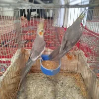 عروس هلندی|پرنده|سبزوار, شهدا|دیوار