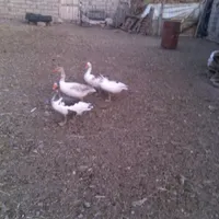 چهار عدد قاز طبیعی گوشتی
