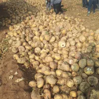 چغندر دامی تازه