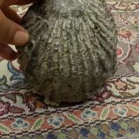 فسیل صدف دوکفه ای
