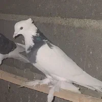 کبوتر|پرنده|محمدشهر, محمدشهر|دیوار