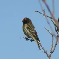 سهره گلبسرنر