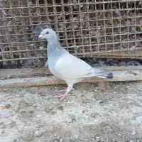 فروش پلاکی  شامی بی خط   ماده