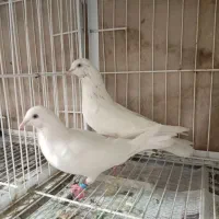 پاکستانی پتی واله