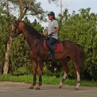 اموزش سوارکاری(اسب سواری)مبتدی تا حرفه ای و تفریحی