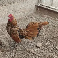 سلام  تخم مرغ نطفه دار مینیاتوری