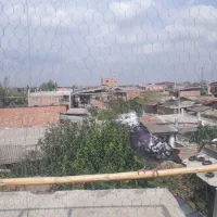کبوتر سوسک کله ماستی نر سو قدیم غریب گیری|پرنده|علی‌آباد کتول, |دیوار