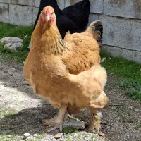 ست مرغ برهما در چندین رنگ فیروزآباد فارس