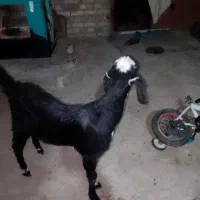 بز شنک ماده ۴‌ ماهه پنجاب اصل کهرا