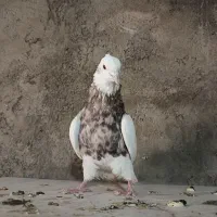 کبوتر طوقی باب جوجه کشی