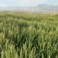 یک-قطعه-زمین-کشاورزی