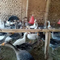 غاز وقوغاز