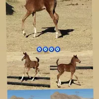 مادیان فروشی