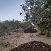 پیوند و هرس|خدمات باغبانی و درختکاری|شهرکرد, |دیوار