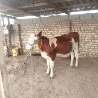 گوساله سیمینتال ماده جنس بالا حدود7ماهه|حیوانات مزرعه|گمیشان, |دیوار