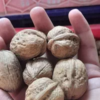 فروش گردو