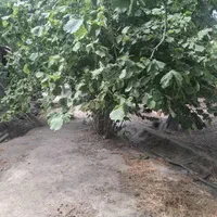 باغ 200متری دارای برق دراسکو|فروش زمین و ملک کلنگی|اسکو, |دیوار
