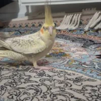 فروش عروس هلندی جوجه