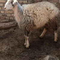 بره قوچ پلنگی