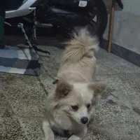 فروش سگ پامرین