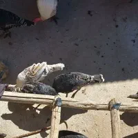 بوقلمو|حیوانات مزرعه|گوآور, |دیوار