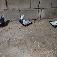 پرنده|پرنده|خرم‌آباد, |دیوار