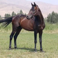 جوان اسب عرب کرد|اسب و تجهیزات اسبسواری|سیلوانه, |دیوار