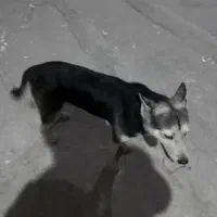 سگ پیداشده در خیابان خیام