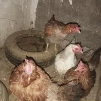 مرغ تخمگذار|حیوانات مزرعه|باقرشهر, |دیوار