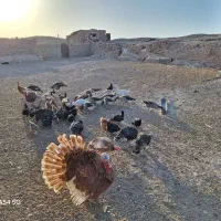تعدادی غاز وبوقلمون|حیوانات مزرعه|قم, نیروگاه|دیوار