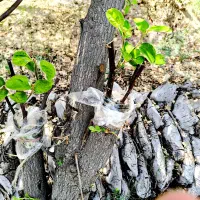 پیوند درخت کنار با اقام درجه یک