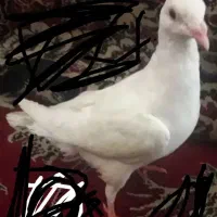 کبوتر. کفتر