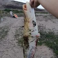 حراج ماهی ا.س.ب.ل.ه