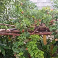 خانه ویلایی فروشی|فروش خانه و ویلا|تخت, |دیوار