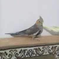 عروس سینامون ۷۵۰ رام و دستی